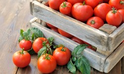 Suspendisse arcu nisl